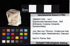 Foto (Objket + Etiketten) von Goniodromites bidentatus (Reuss, 1858) 